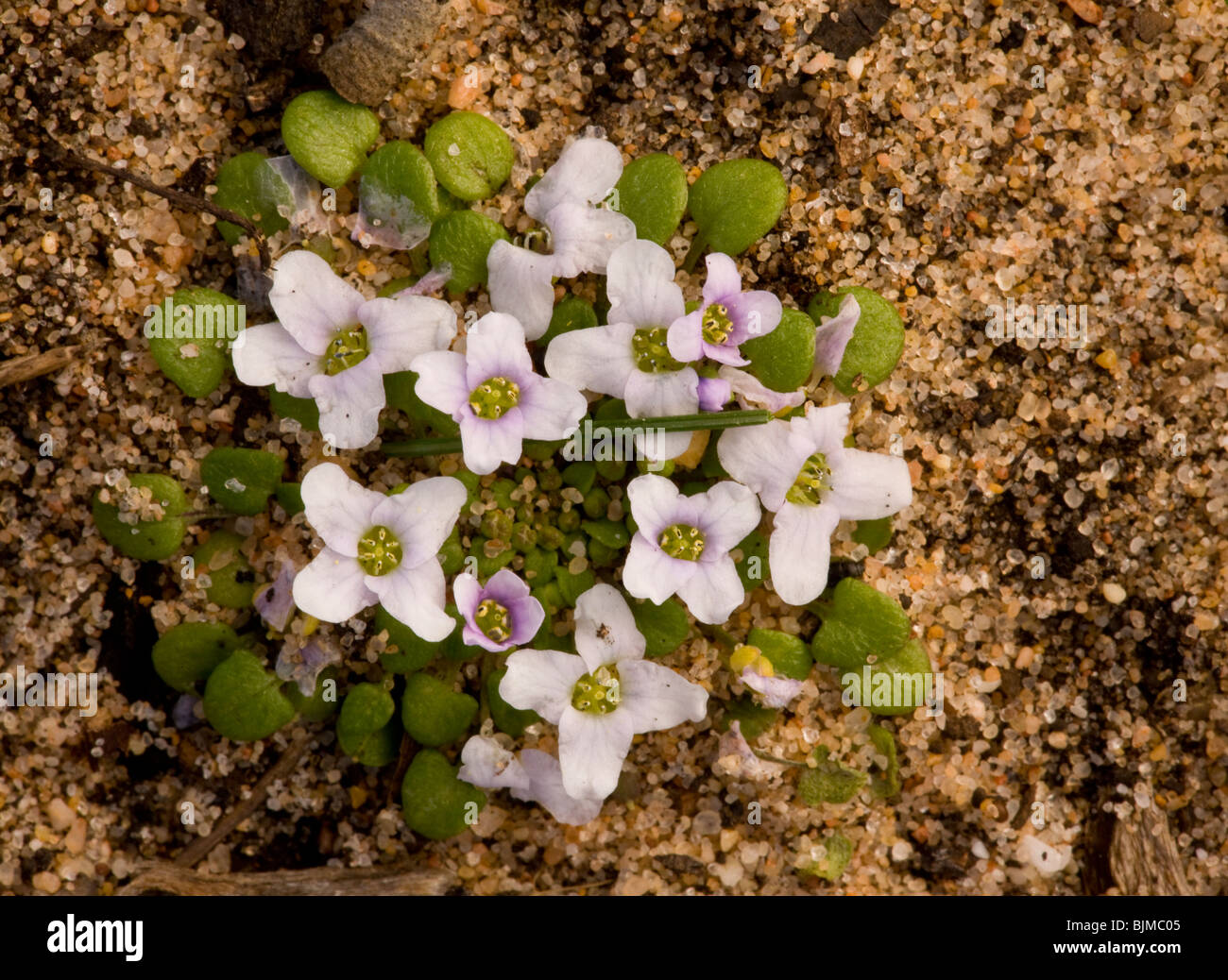 Page 16 - Algarve Flowers High Resolution Stock Photography and Images -  Alamy