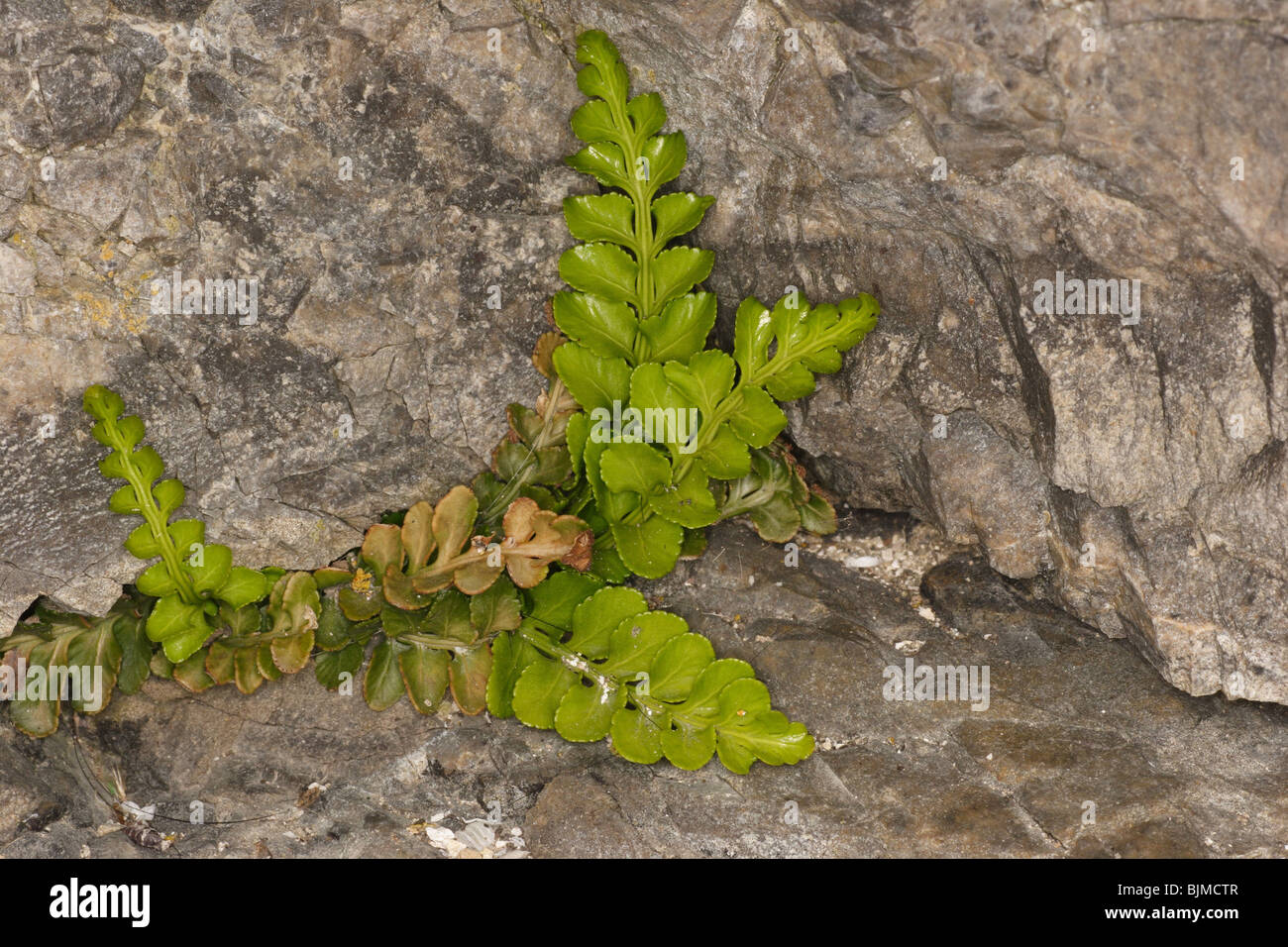 Sea spleenwort,Asplenium marinum,in rock crevice, Dancing ledge,dorset,August 2009. Stock Photo