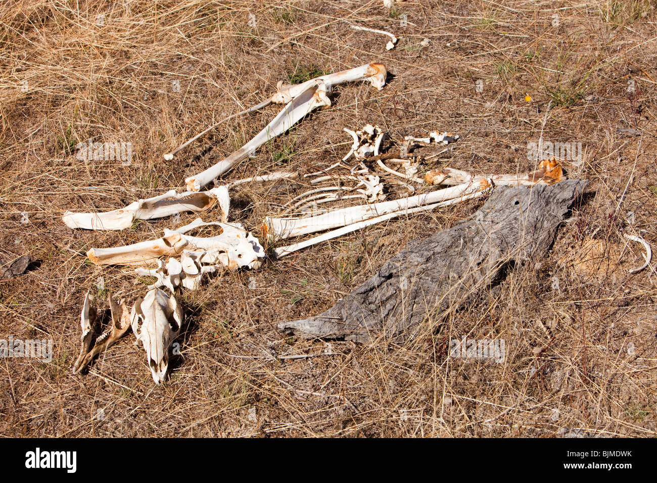 Kangaroo Skeleton Drought