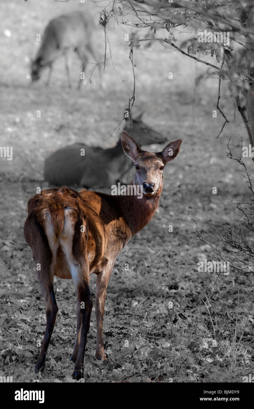 Abstract image of a deer in England Stock Photo