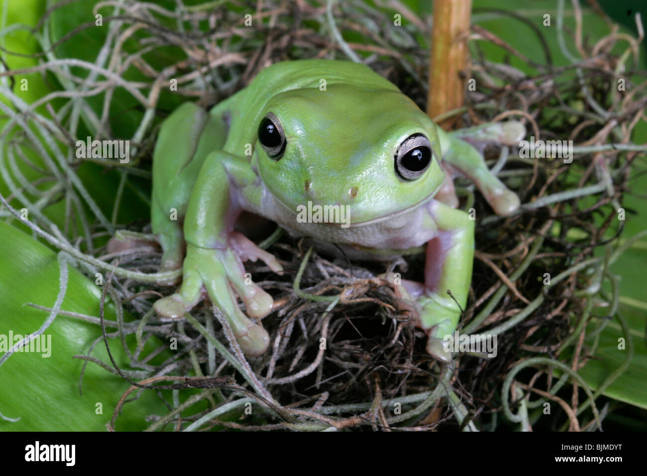 Labed Tree Frog White's Tree Frog, Litoria caerulea Stock Photo - Alamy