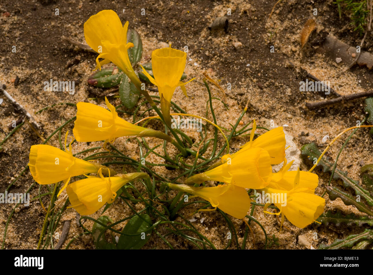 A hoop-petticoat daffodil Narcissus obesus, Algarve, Portugal. Stock Photo
