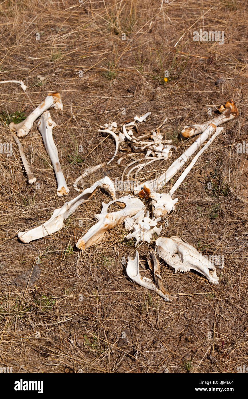 Kangaroo bones lie in drought affected landscape, Victoria, Australia