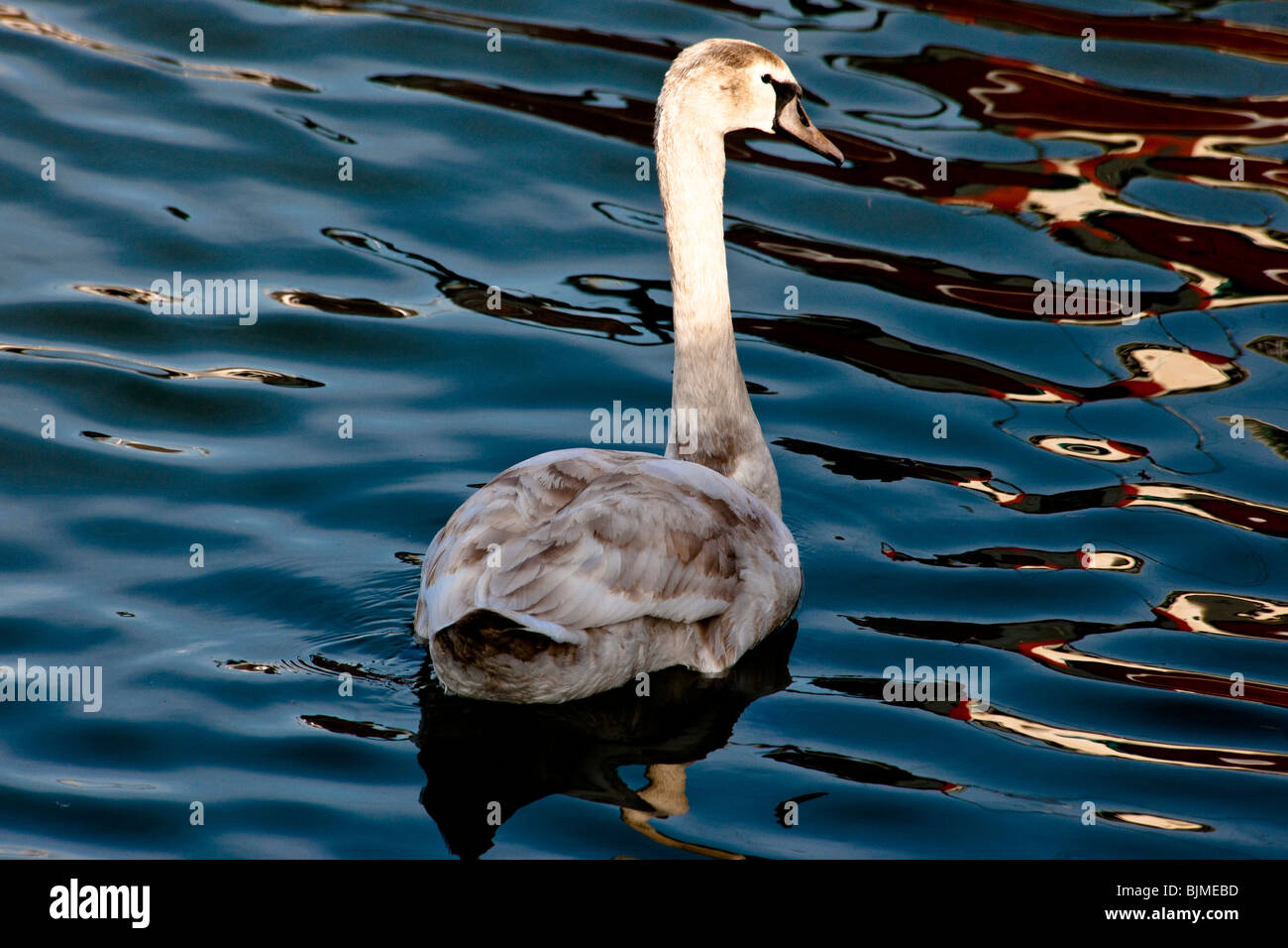 Abstract image of a mute swan Stock Photo