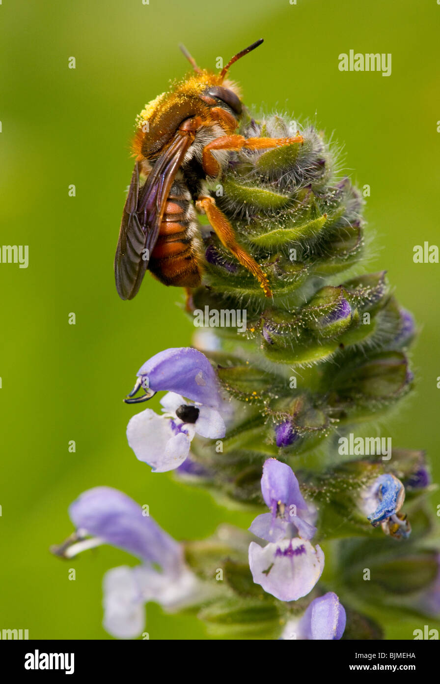 Hymenopteran on wild clary (Salvia verbenaca); Algarve, Portugal. Stock Photo