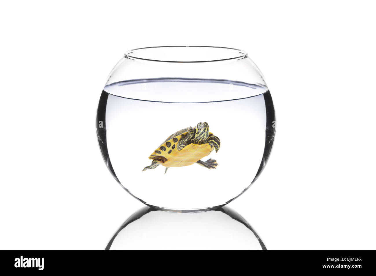 Water turtle in a bowl Stock Photo