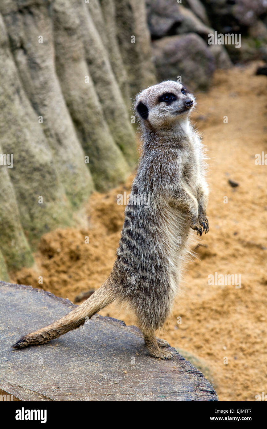 Paradise wildlife park hi-res stock photography and images - Alamy