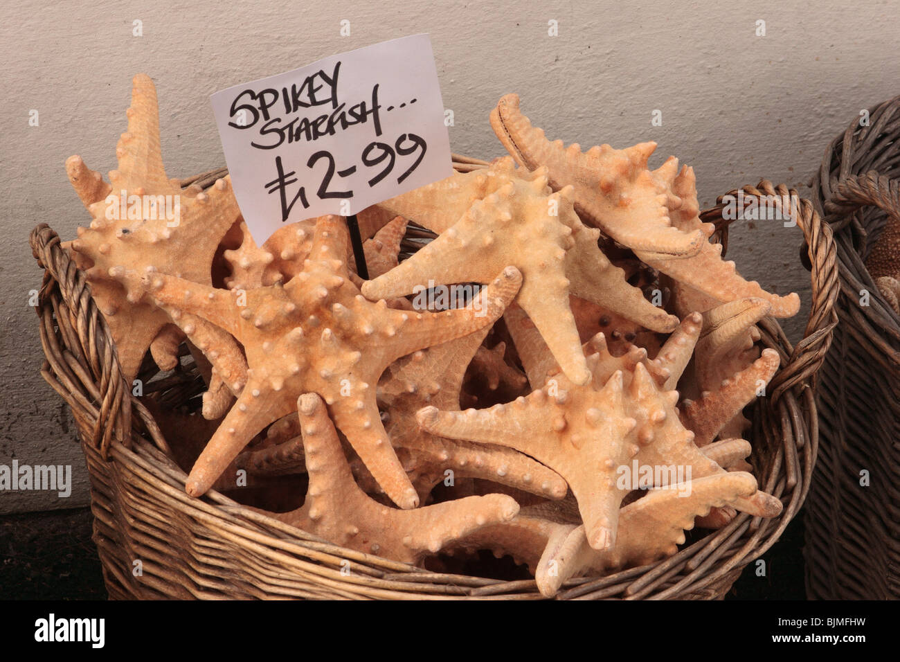 Dried starfish. being sold as marine curio's. Bude cornwall. Stock Photo