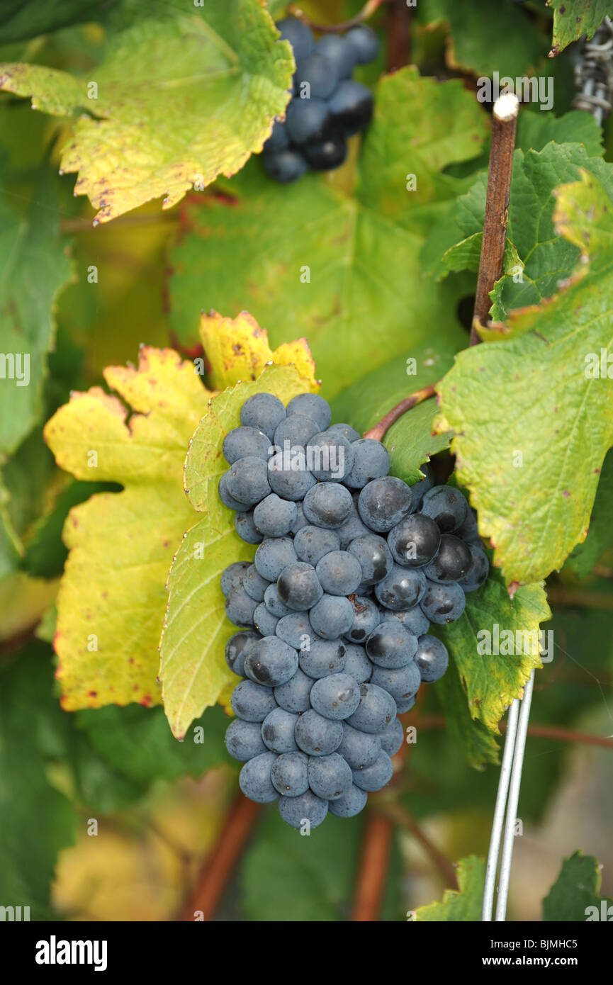 Ripe red wine Pinot Noir grapes growing on a vine. Stock Photo