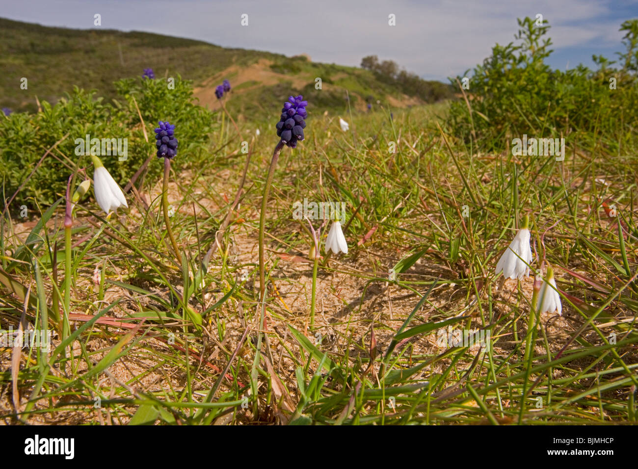 Three-leaved Snowflake Leucojum trichophyllum or Acis trichophylla, with Grape Hyacinth, Algarve, Portugal. Stock Photo