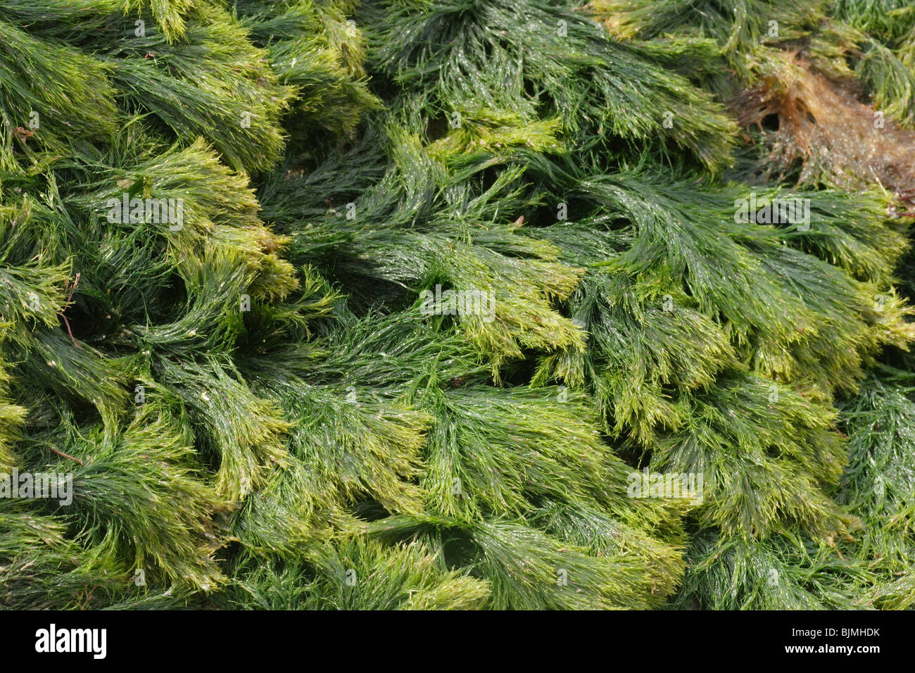 Green seaweed, Cladophora rupestris. Stock Photo