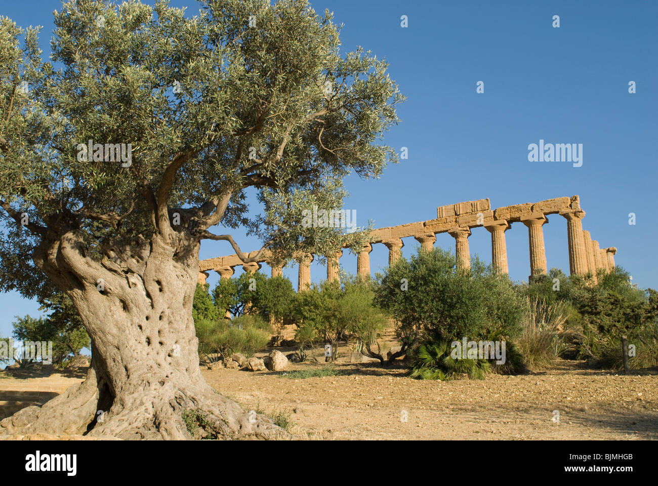 Italy, Sicily, Agrigento, Valle dei Templi, columns of Hera Temple, old olive tree Stock Photo
