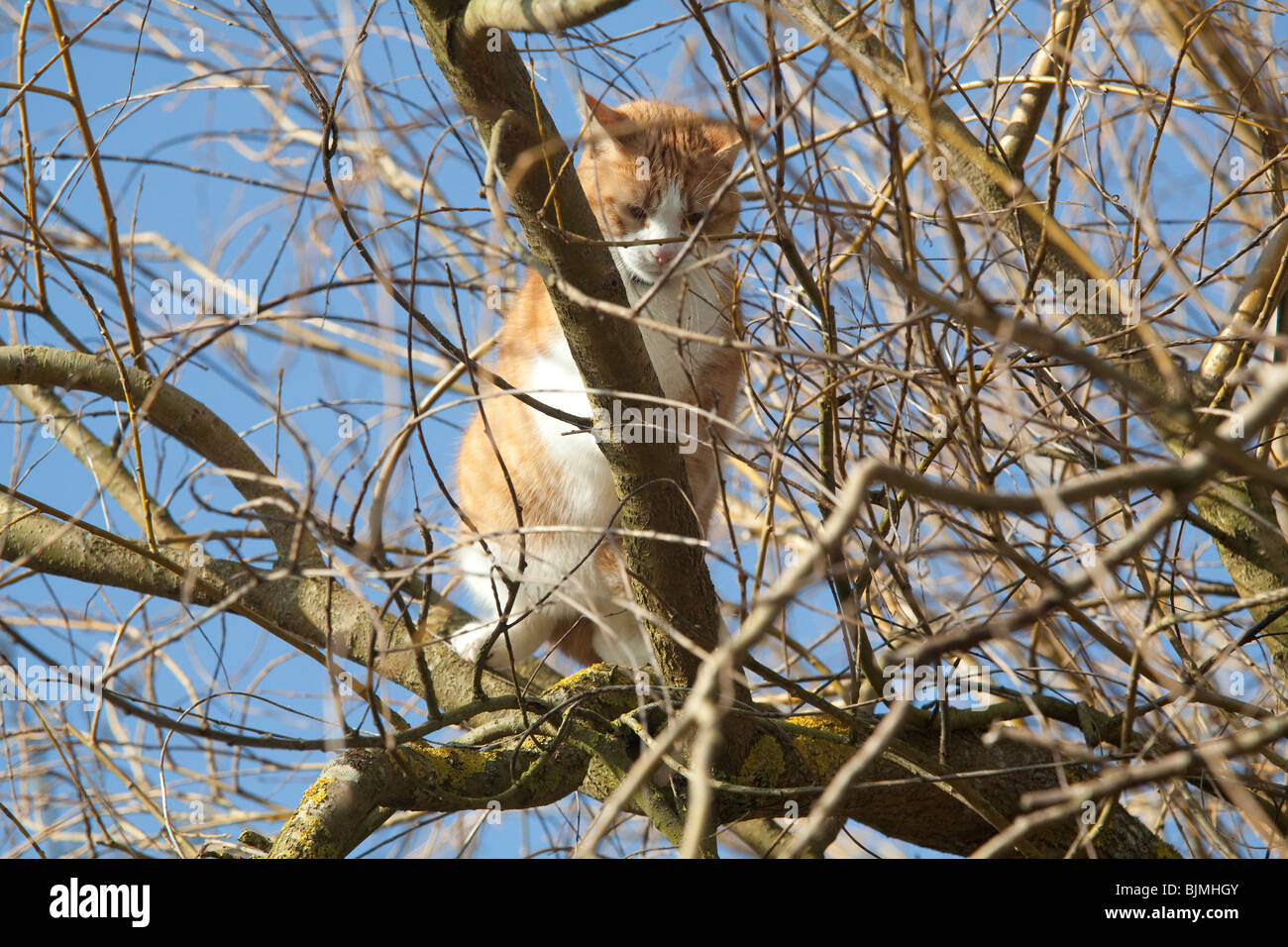 Ginger tom cat up a tree, Hampshire, England Stock Photo Alamy