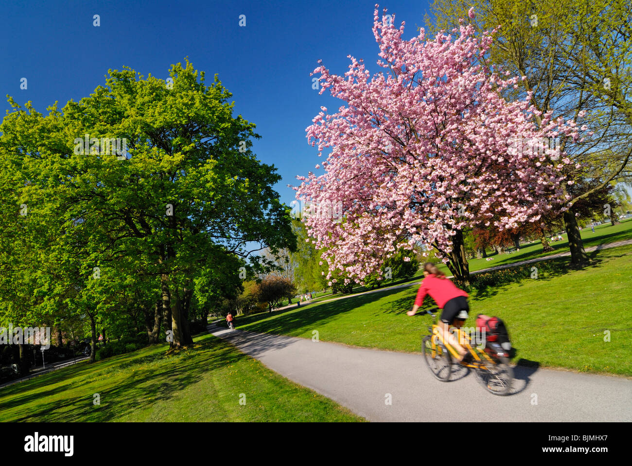 Spring bloom at the Aussenalster lake in Hamburg, Germany, Europe Stock