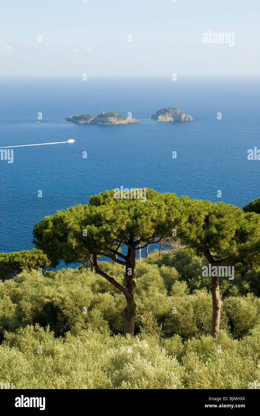 Italien, Kampanien, Amalfiküste, Pinien am Meer | Italy, Campania, Amalfi Coast, pine trees Stock Photo