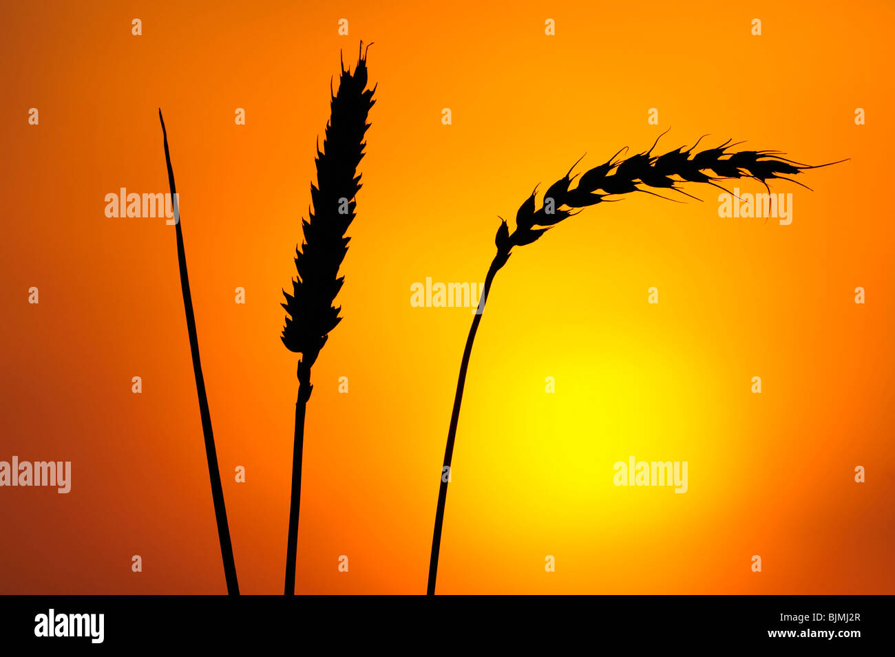 Ears of wheat in front of the sun Stock Photo