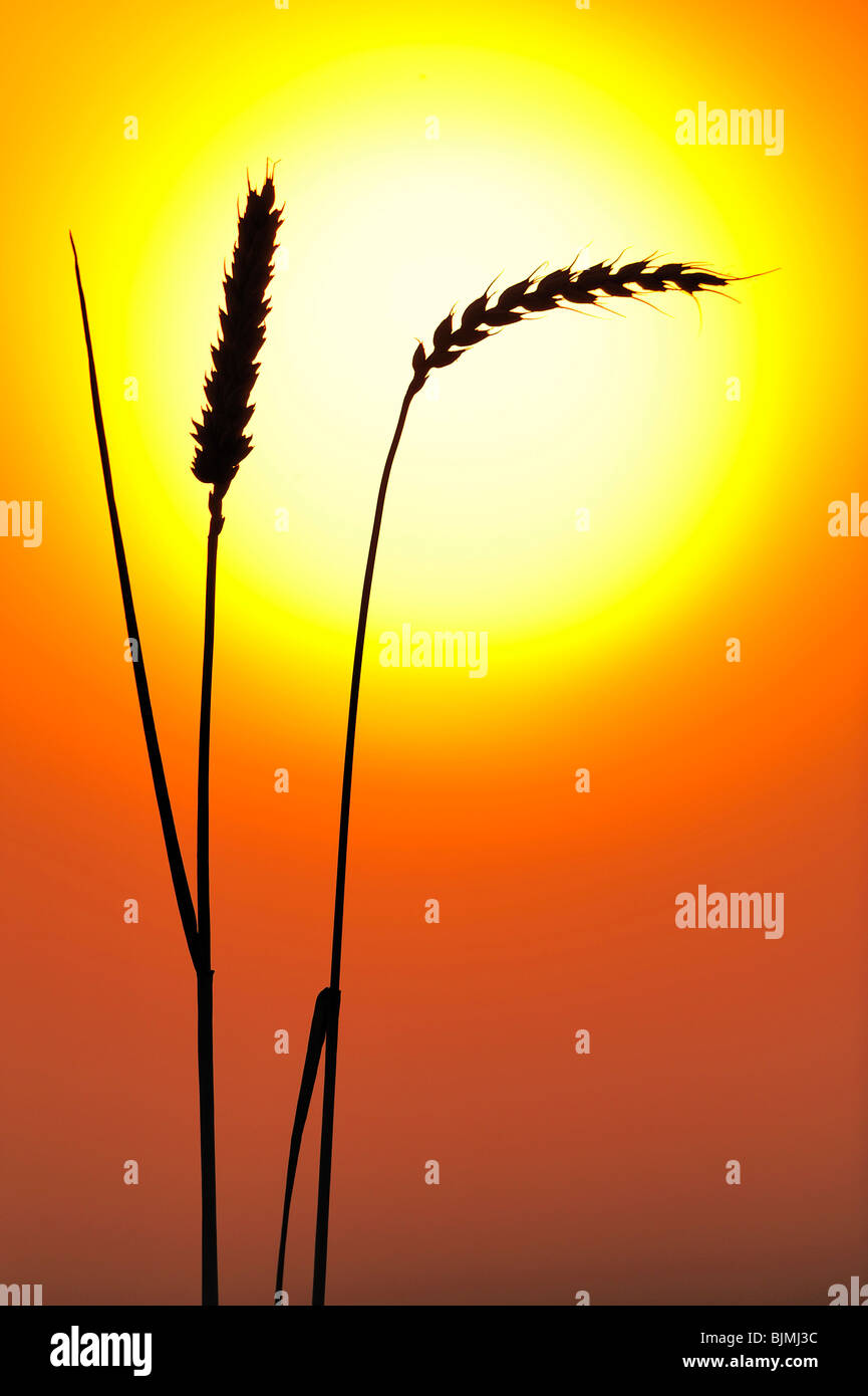 Ears of wheat in front of the sun Stock Photo