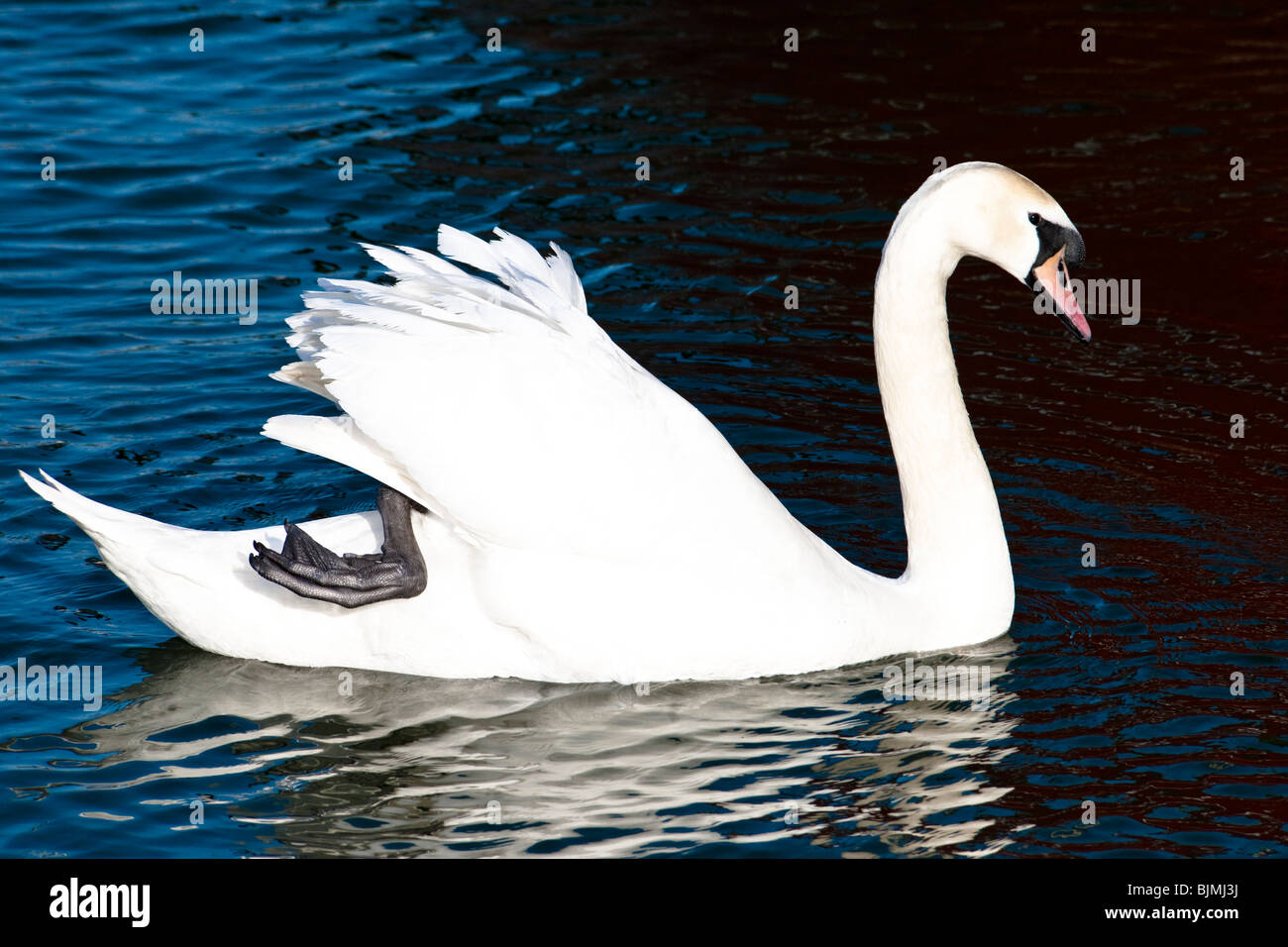 Abstract image of a mute swan Stock Photo