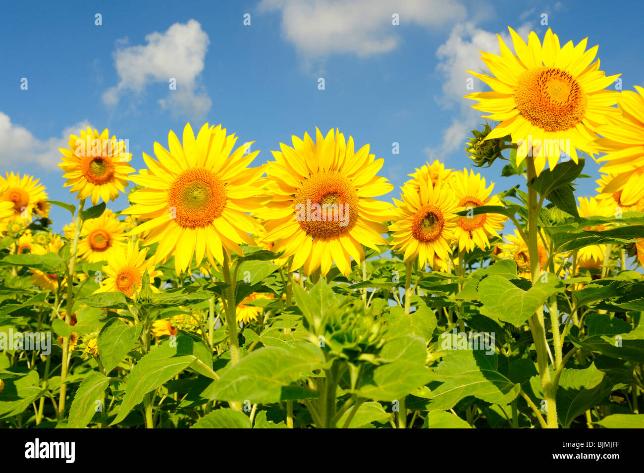 Sunflowers (Helianthus annuus) Stock Photo