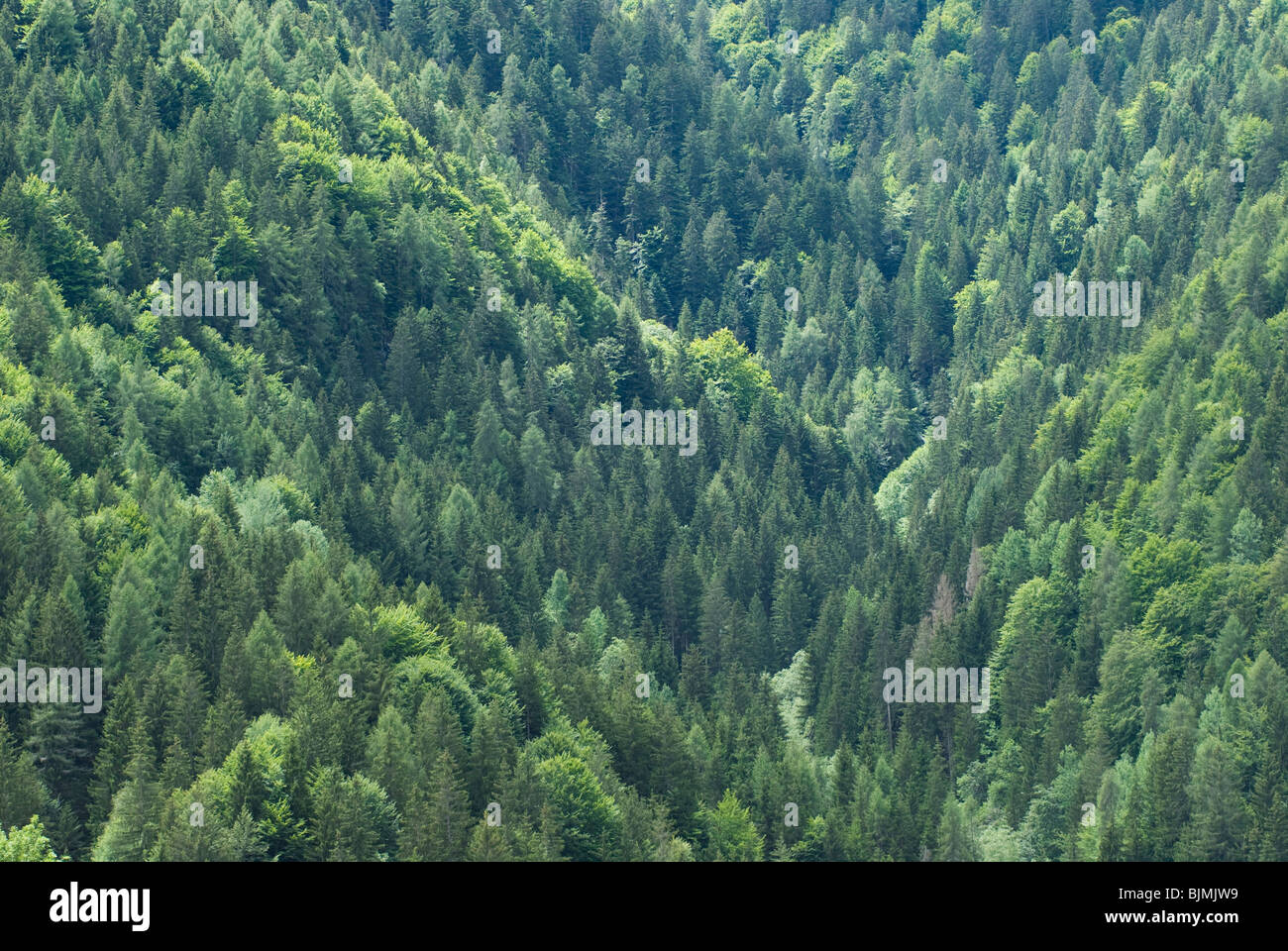Italien, Alpen bei Cortina d'Ampezzo, Mischwald am Berghang | Italy, the Alps near Cortina d'Ampezzo, forest Stock Photo