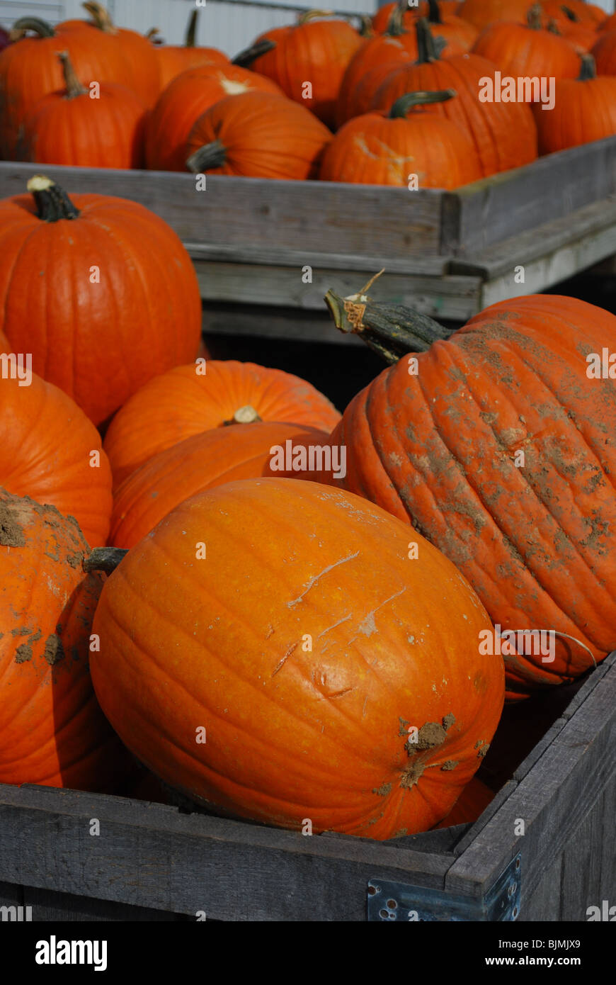 Pumpkins for  sale at a roadside stand in southeastern Minnesota during the autumn. Stock Photo