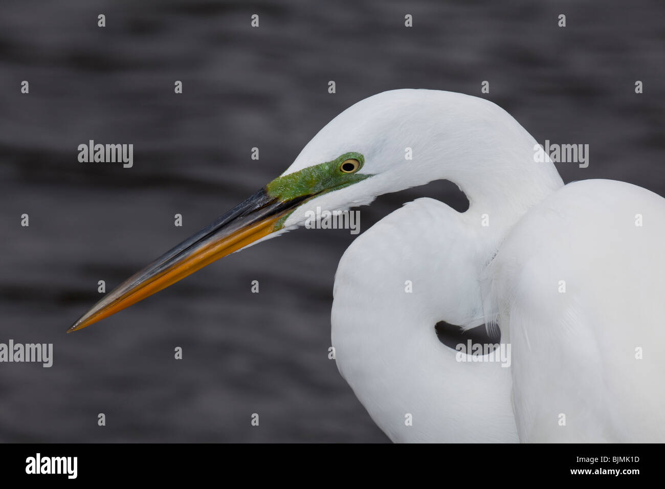 Great white egret - Ardea alba Stock Photo