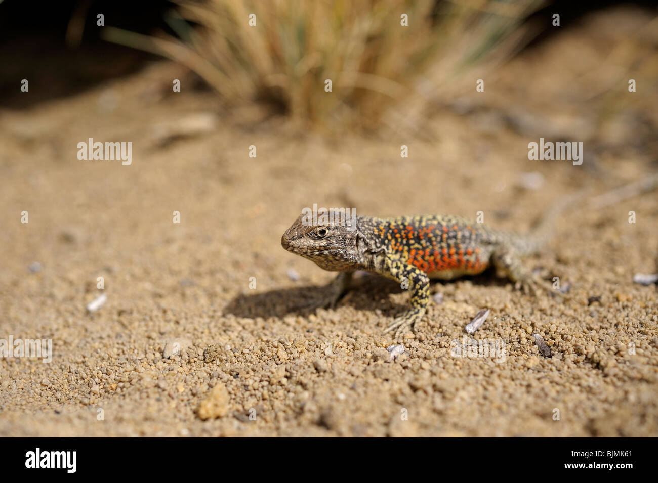 Patagonian lizard (Lacertidae) in the sand, El Chalten, Patagonia, Argentina, South America Stock Photo