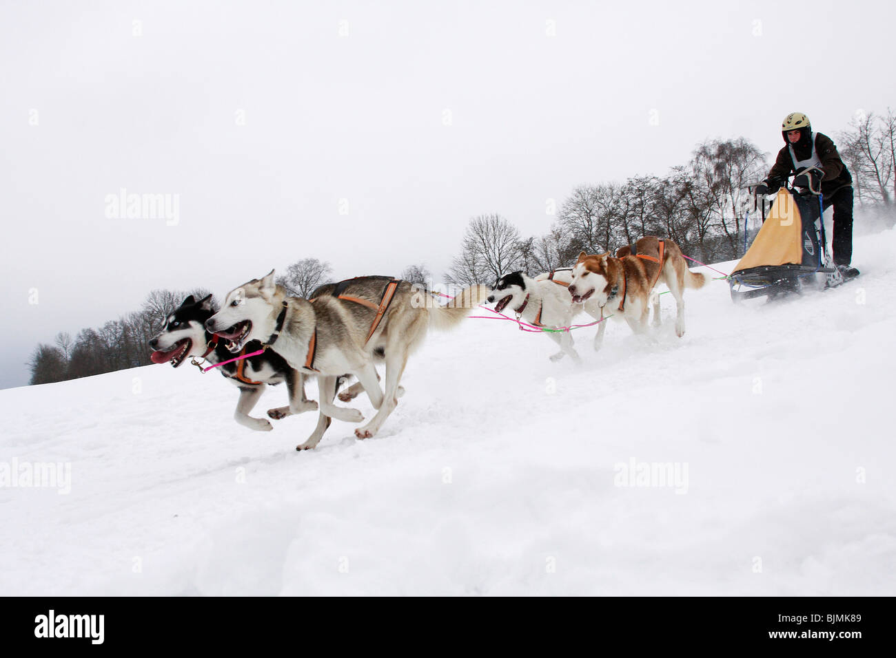 Siberian Huskies, Winterberg Sled Dog Races 2010, Sauerland, North Rhine-Westphalia, Germany, Europe Stock Photo