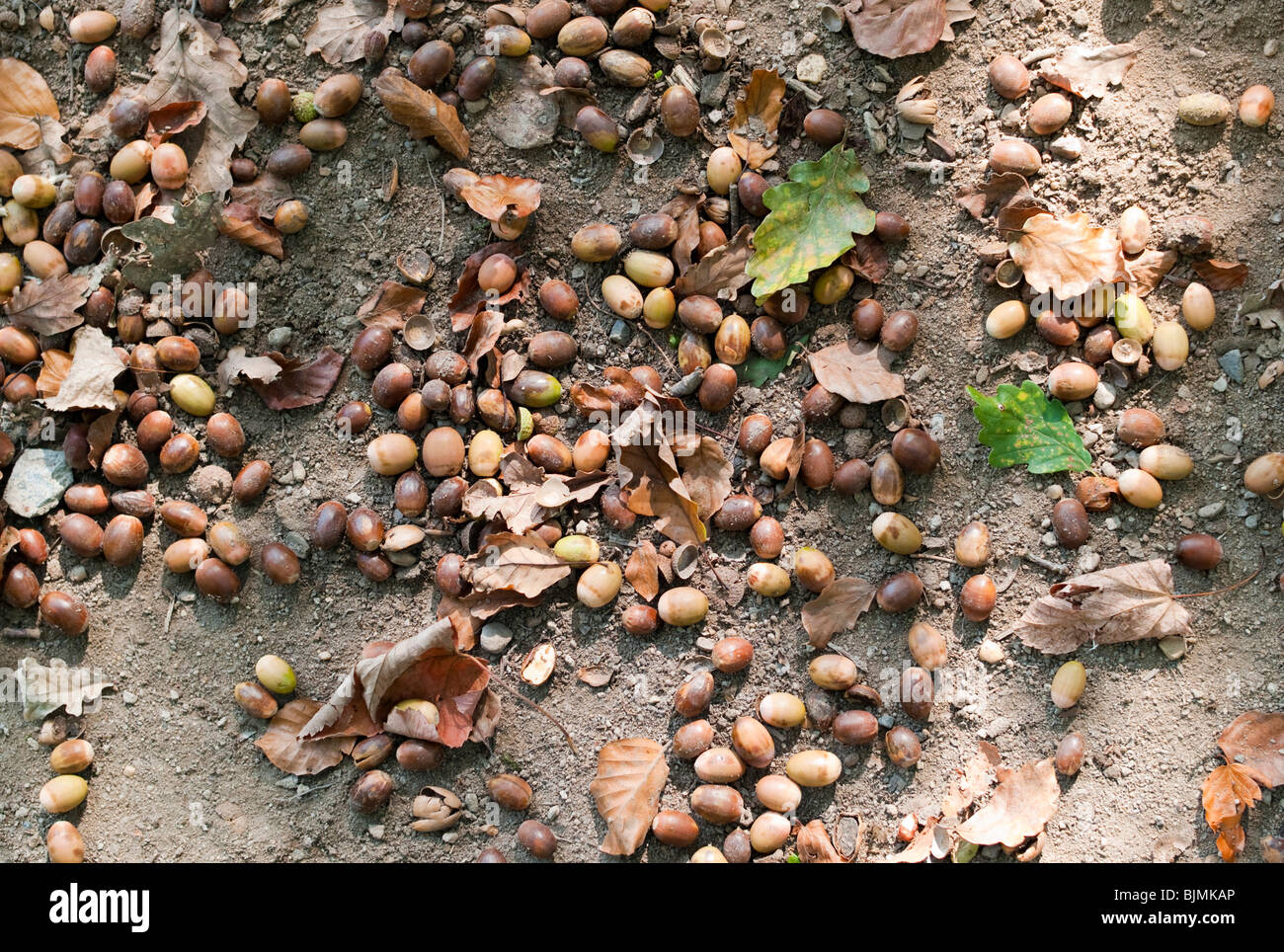 Fallen Hazelnuts (Corylus avellana) with leaves on the forest floor Stock Photo