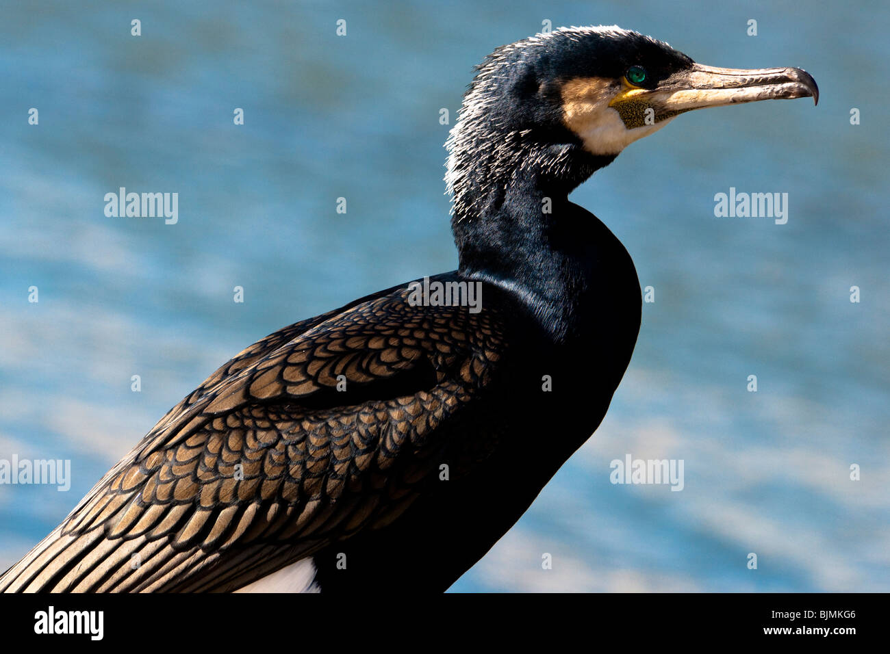 A Great Cormorant in breeding plumage perched on the edge of Bristol Docks Stock Photo