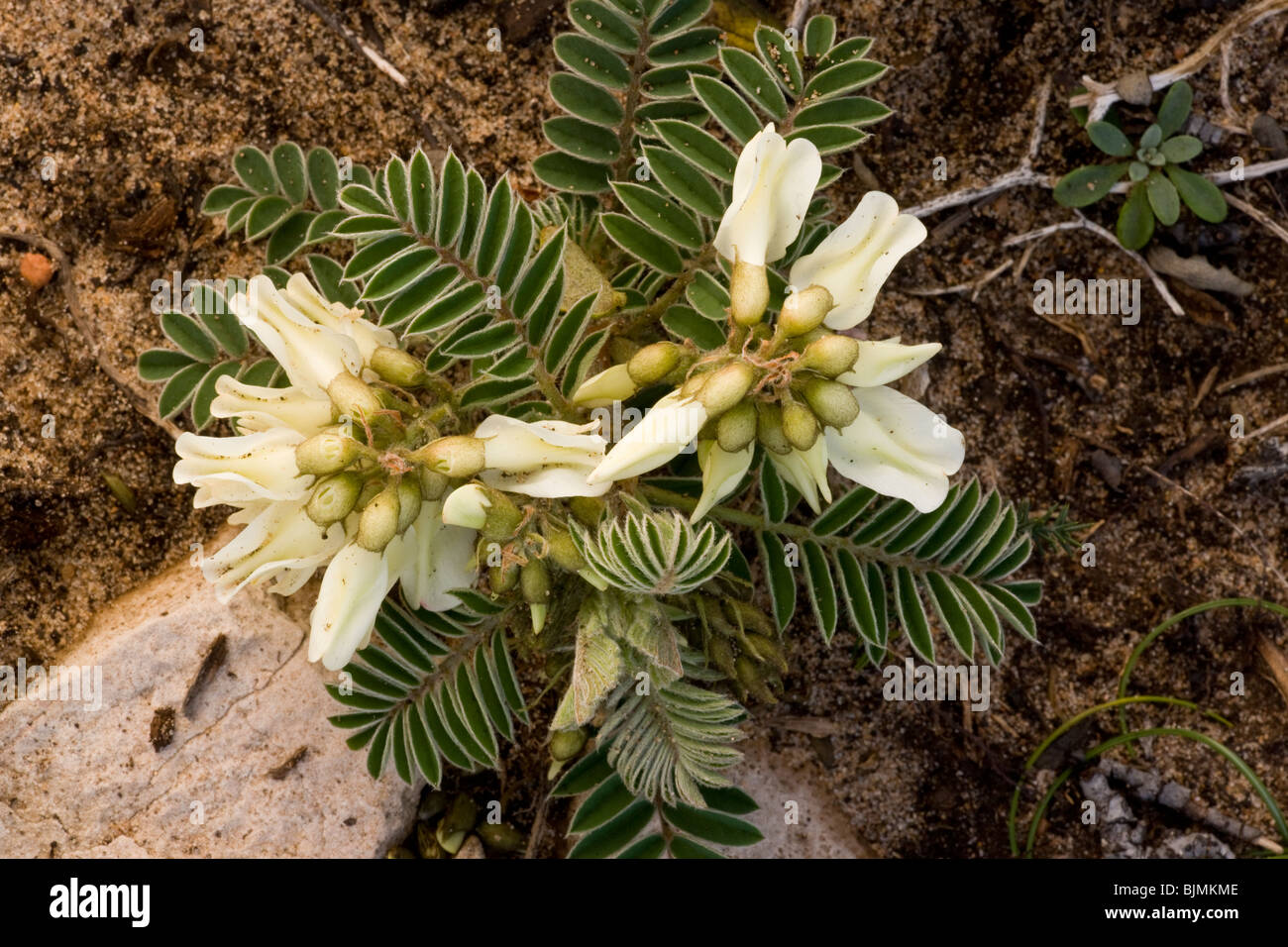 Lusitanian Milk-vetch Astragalus lusitanicus ssp. lusitanicus, Algarve, Portugal. Stock Photo