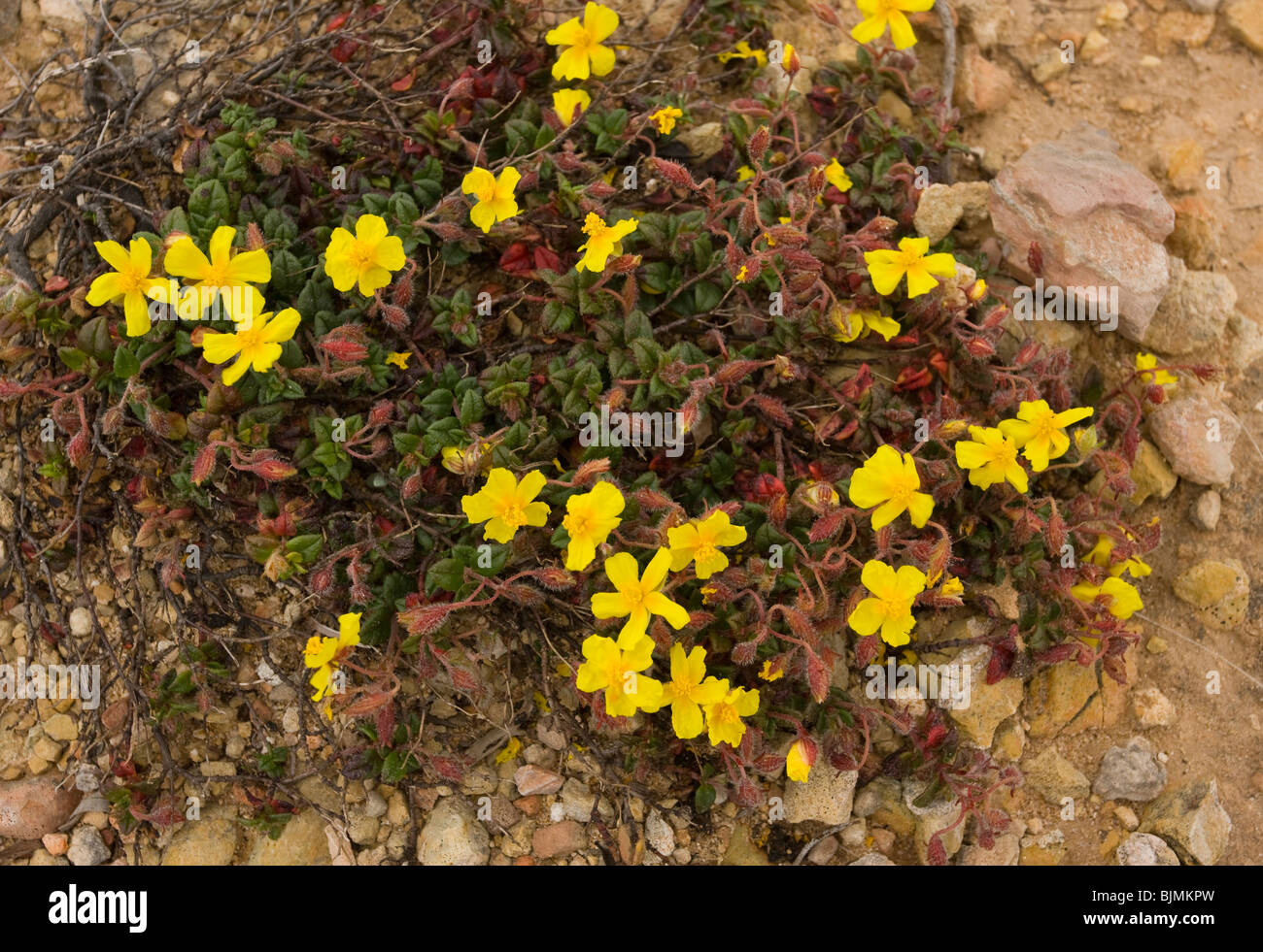 Marjoram-leaved Rock-rose, Helianthemum origanifolium, Algarve, Portugal. Stock Photo