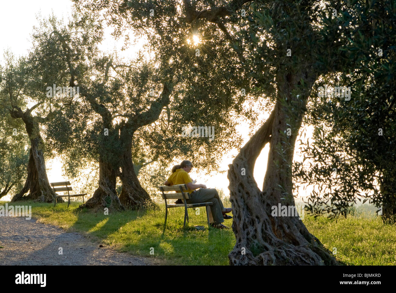 Italien, Umbrien, Olivenhain im Sonnenuntergang, Paar auf Bank | Italy, Umbria, olive grove Stock Photo