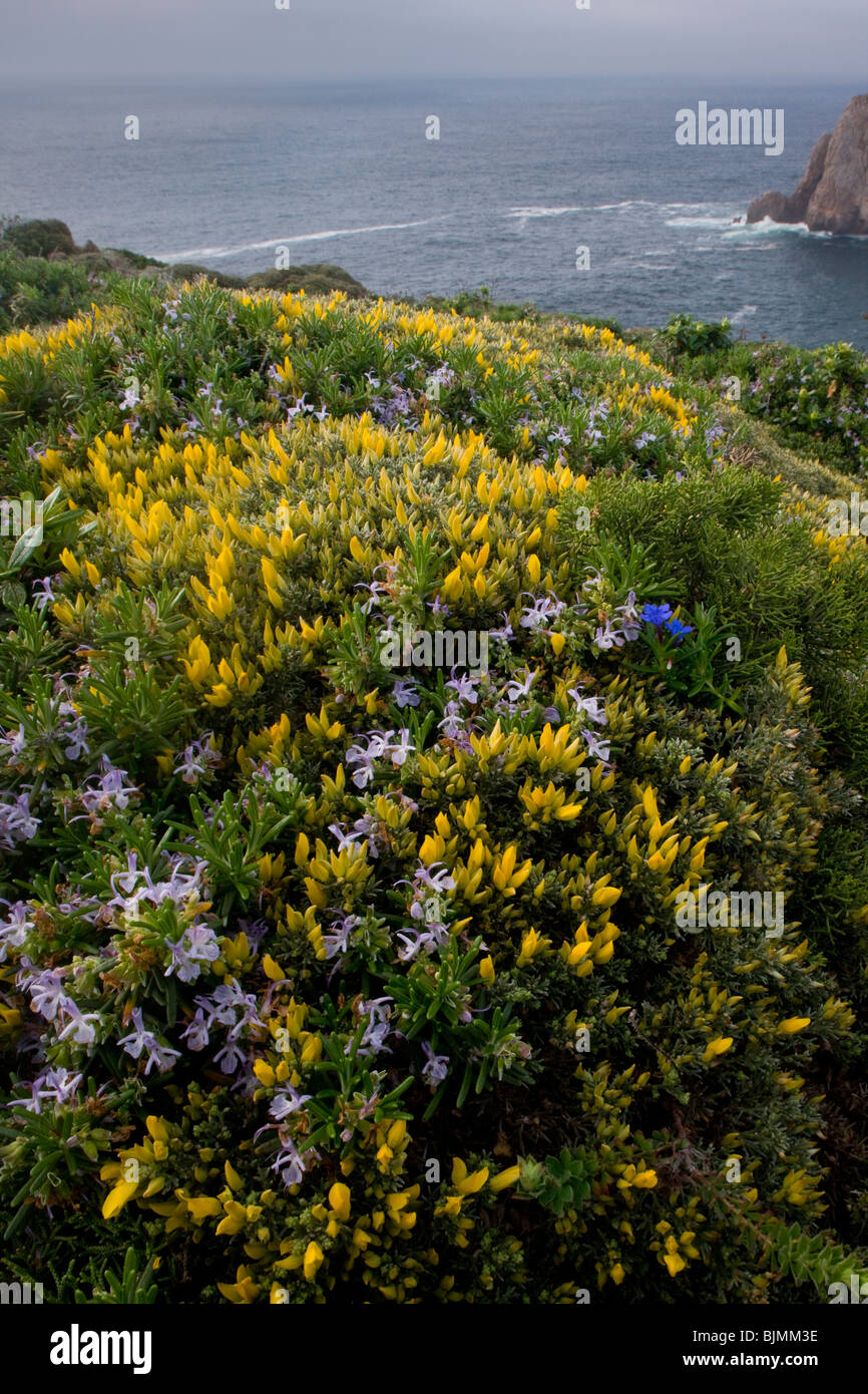 Wind-pruned spring flowers, especially Small-flowered Gorse, Rosemary on clifftop, Cape St. Vincent, Algarve, Portugal Stock Photo