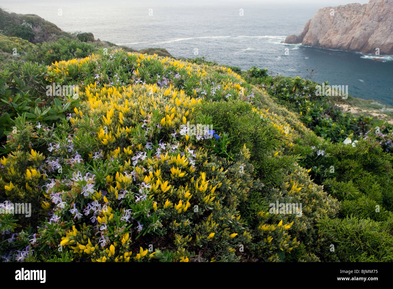 Wind-pruned spring flowers, especially Small-flowered Gorse, Rosemary on clifftop, Cape St. Vincent, Algarve, Portugal Stock Photo