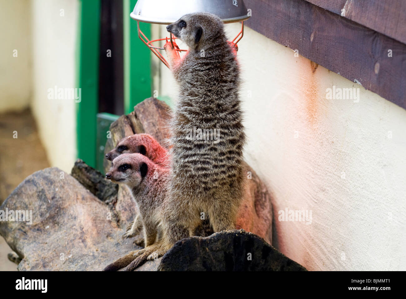 Paradise wildlife park hi-res stock photography and images - Alamy