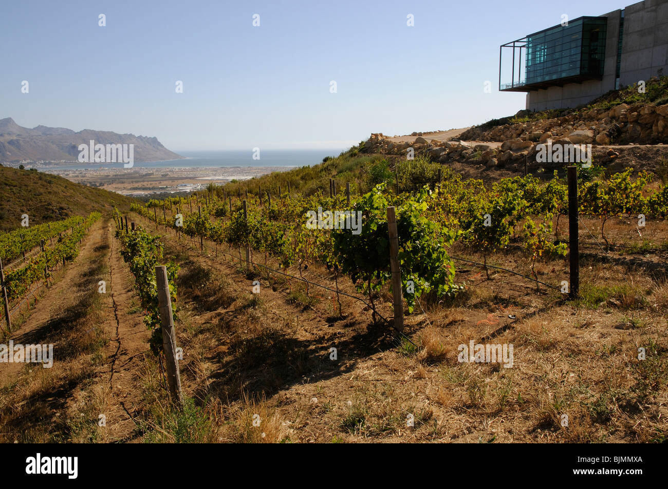 coastal-region-south-africa-vineyard-hi-res-stock-photography-and