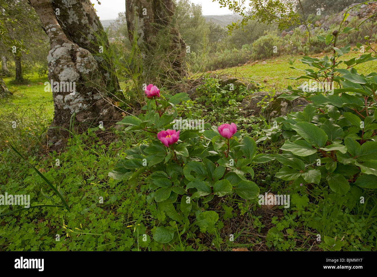 Western Paeony Paeonia broteroi in Carob grove, Algarve, Portugal. Stock Photo