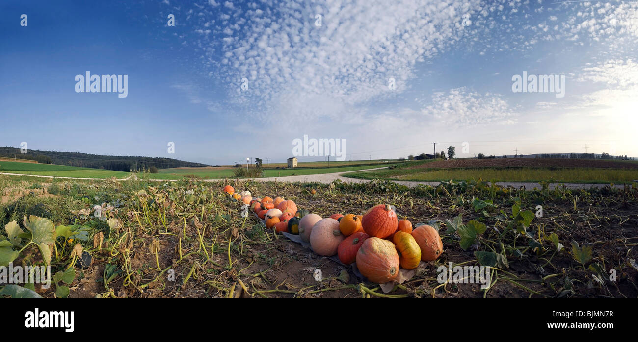 Harvested pumpkins in a pumpkin field with fluffy clouds Stock Photo ...