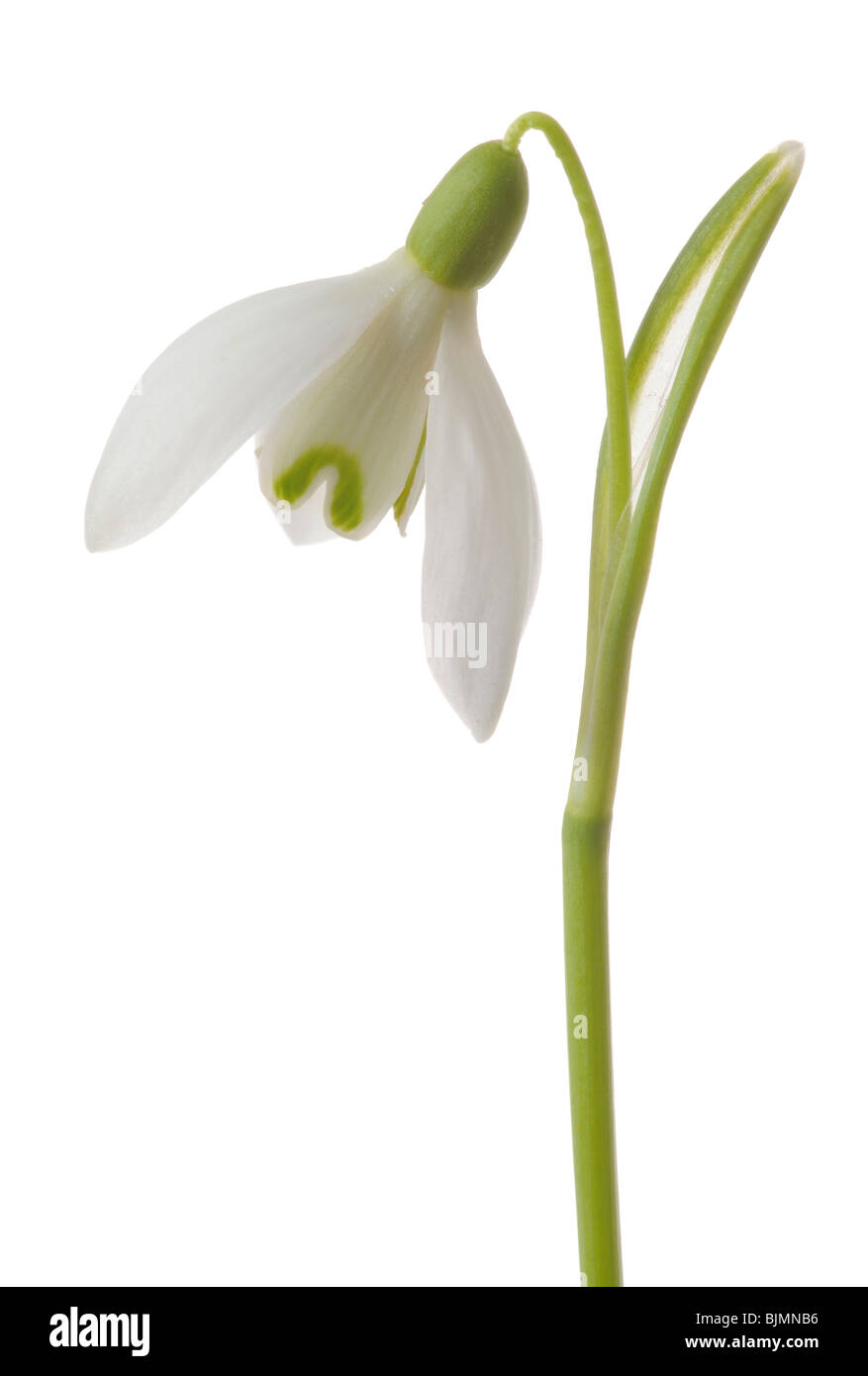 Snowdrop (Galanthus nivalis) Stock Photo