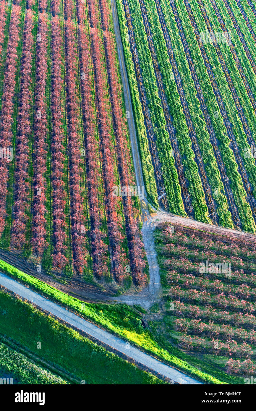 Farms and peach orchards in bloom in the Sacramento Valley from the air