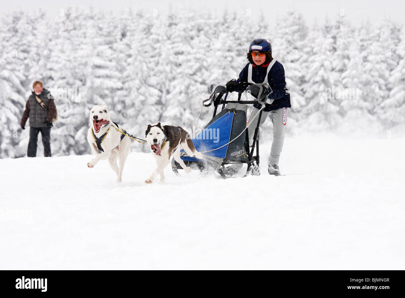 royal canin urinary so cat food petsmart