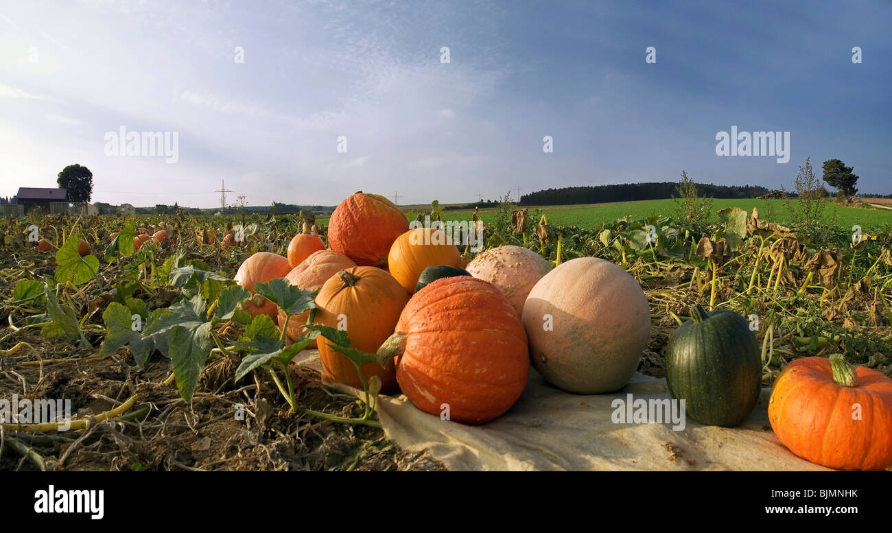 Harvested pumpkins in a pumpkin field Stock Photo - Alamy