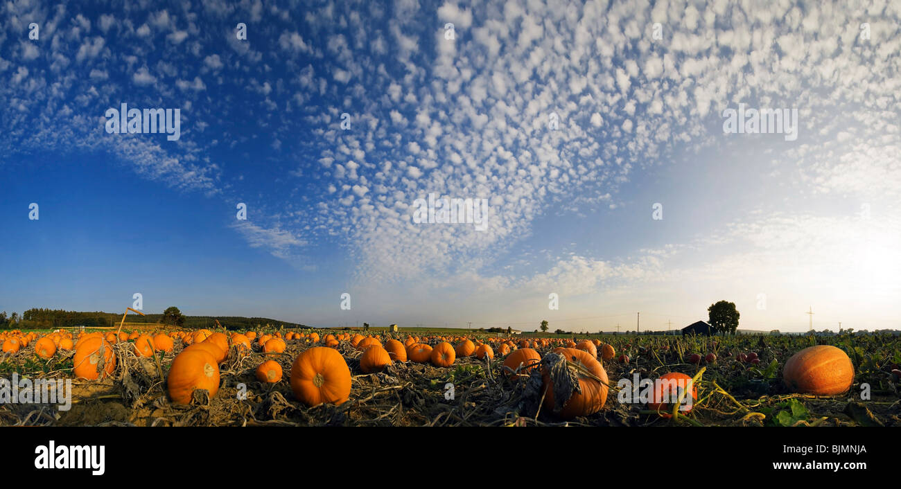 Harvested pumpkins in a pumpkin field with fluffy clouds Stock Photo ...