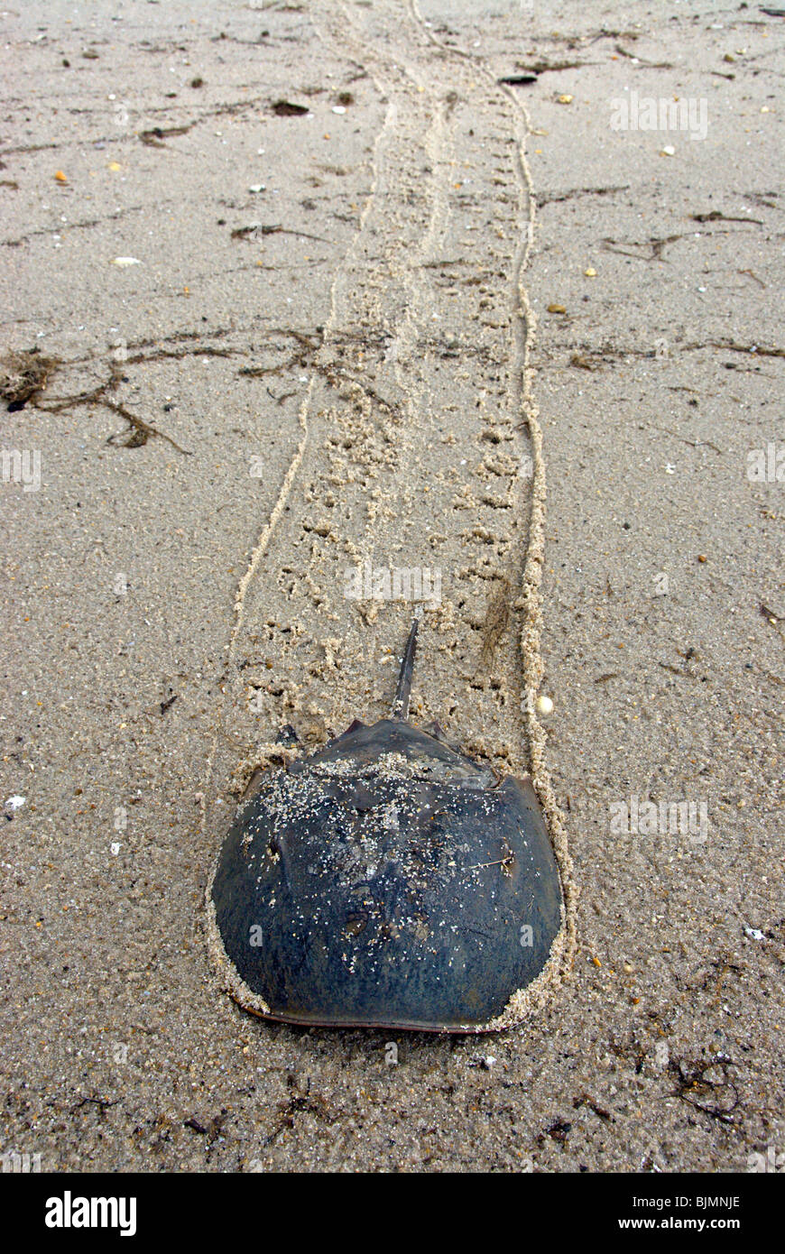 Horseshoe Crab (Limulus polyphemus), adult, coming ashore during