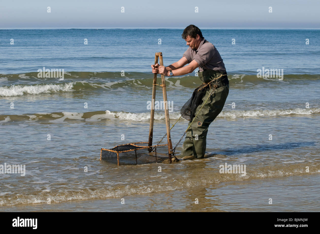 Professional fisherman, gathering shellfish (Donax variabilis Stock ...