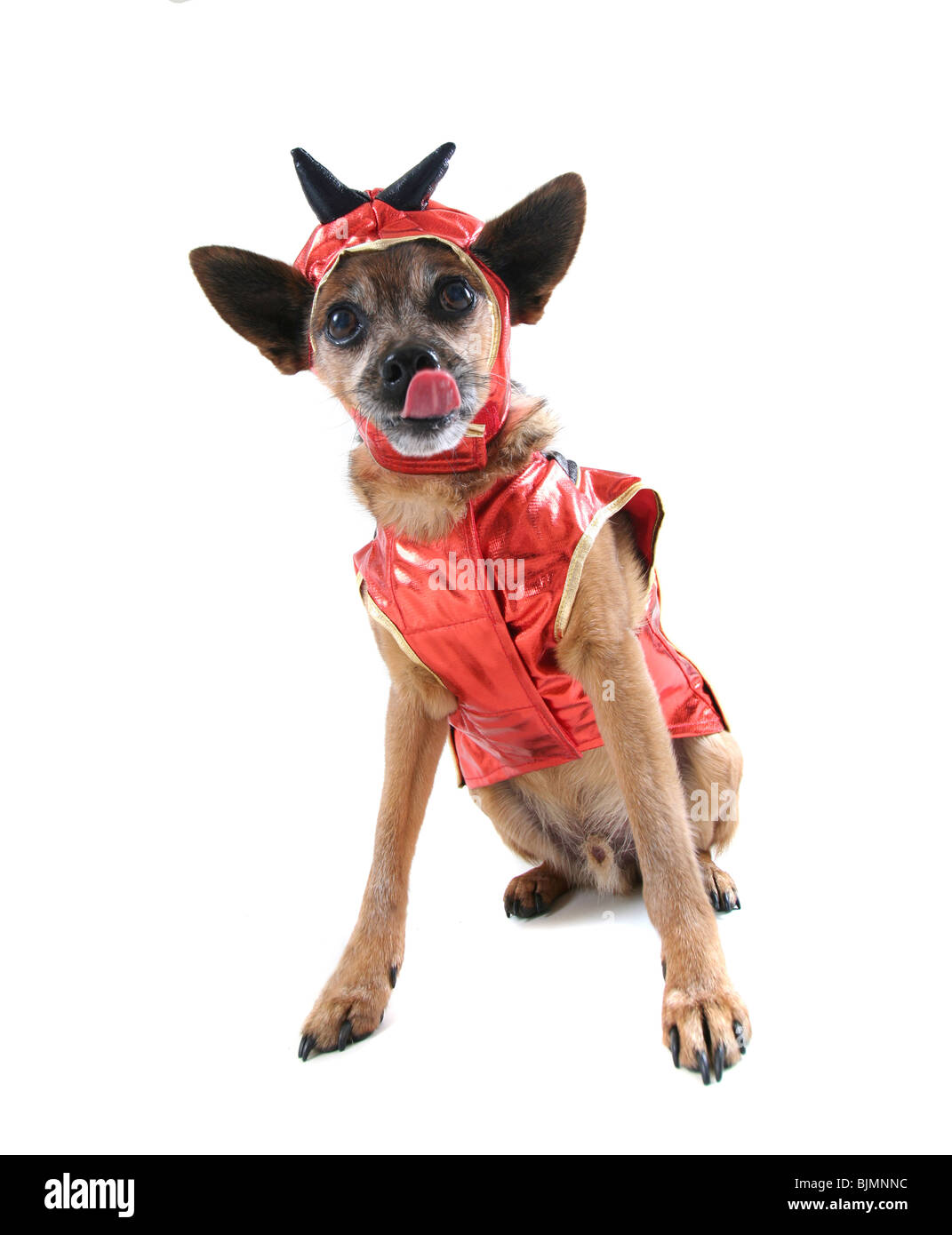 a cute dog dressed up Stock Photo Alamy