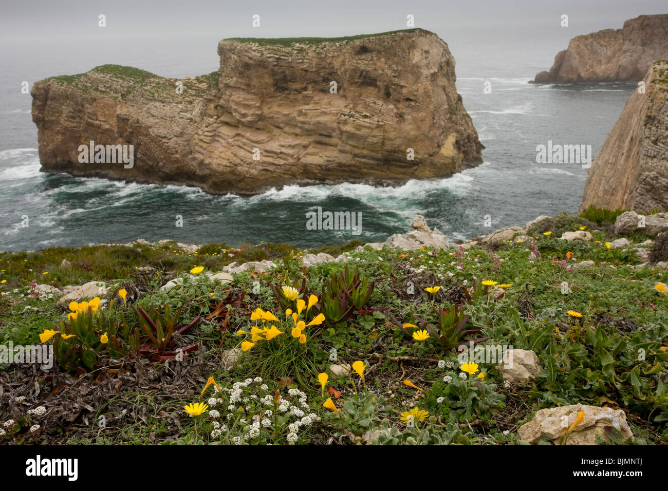 Spring wildflowers, including narcissi and shrubby marigold on Dolomite cliff-top, Cape St. Vincent, Algarve, Portugal. Stock Photo