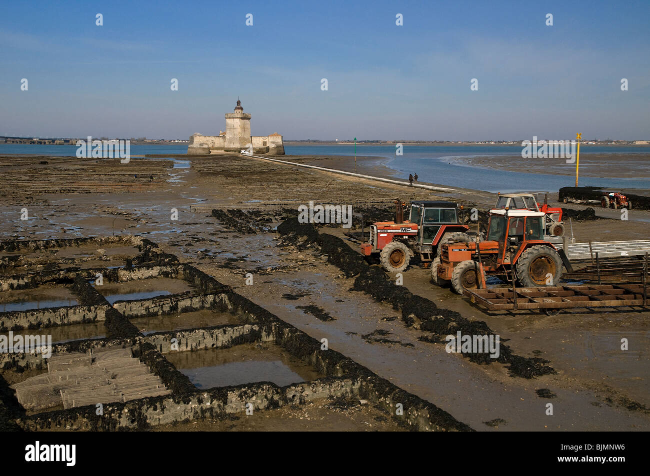 Oyster-farming near Fort Louvois, at low tide, pointe du Chapus , Charente -Maritime, France. Stock Photo