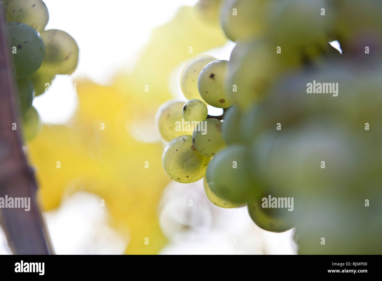 Light-coloured grapes on a vine in a vineyard on the Moselle Stock Photo